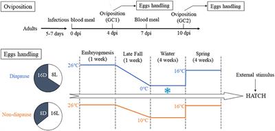 Survival and Replication of Zika Virus in Diapause Eggs of Aedes Albopictus From Beijing, China